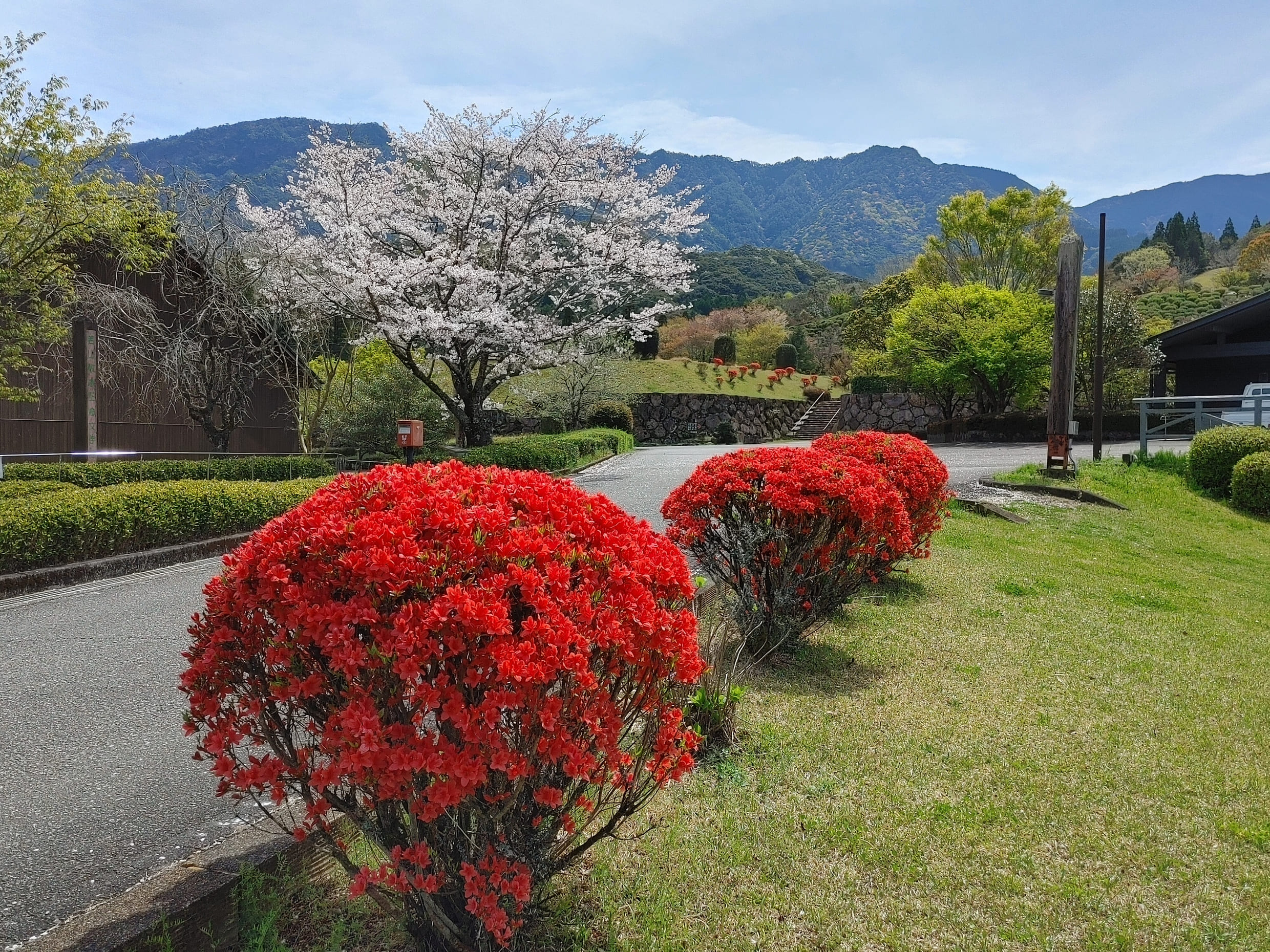 牧水公園のつつじ